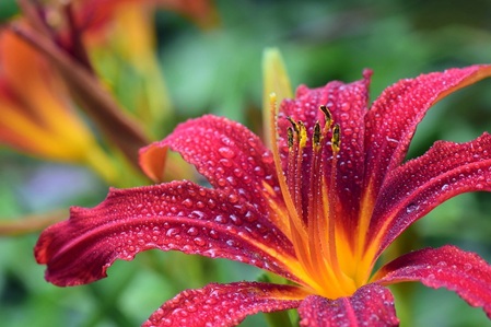Blume